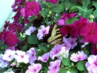 Picture and link: Butterfly in Impatiens puzzle