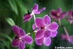 Orchid