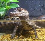 Dwarf caiman